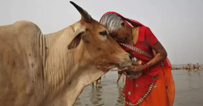 情人節變抱牛節？印度不讓情侶搞對象只許抱牛引眾怒急撤回