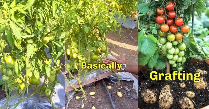 一株植物同時種出薯仔同番茄 印度新技術惹激辯