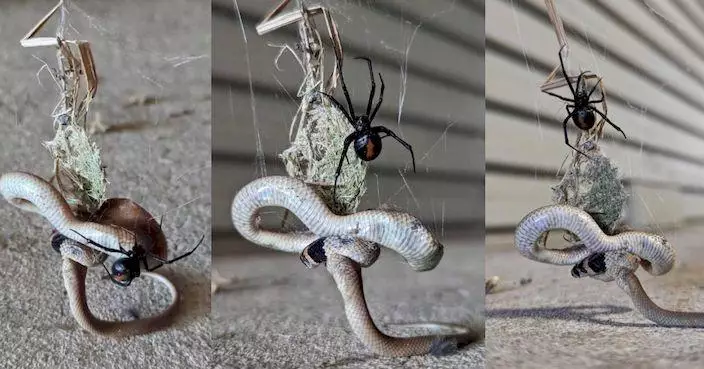 以毒攻毒！世界第二毒蛇寶寶遇天敵慘淪劇毒蜘蛛大餐