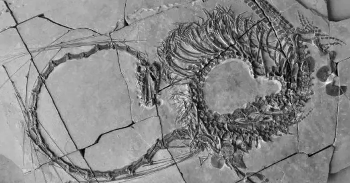 2.4億年前三疊紀「東方恐頭龍」化石全貌曝光 勁似傳統東方龍