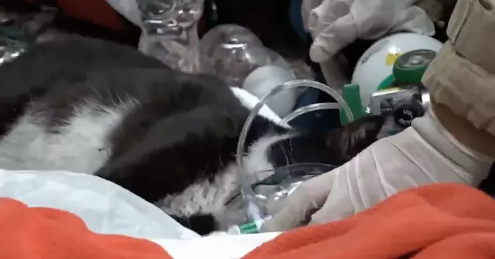 葵涌火警七貓被困三昏迷 消防救出後即場供氧治理