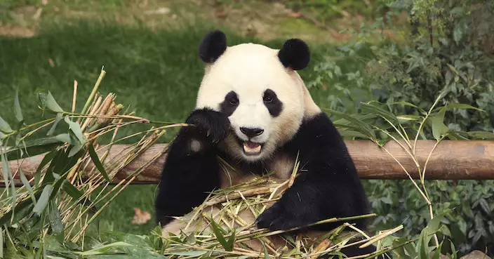 南韓出生大熊貓「福寶」回鄉在即 粉絲民眾不捨送別
