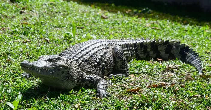 八鄉捕獲鱷魚命名「百香果」 周六起於海洋公園與公眾見面