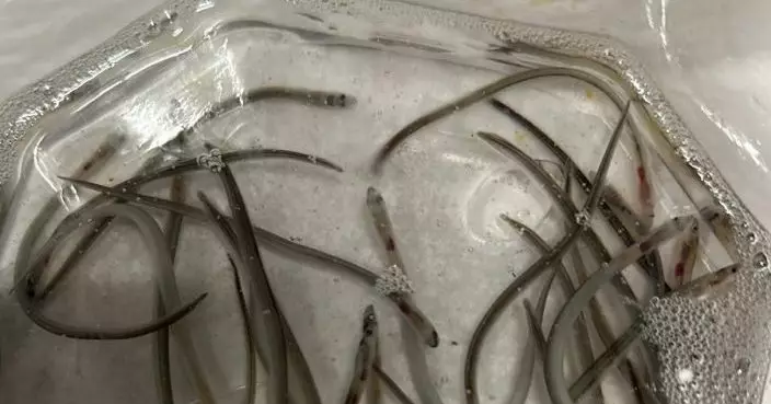 漁護署機場檢獲極度瀕危歐洲鰻鱺魚苗