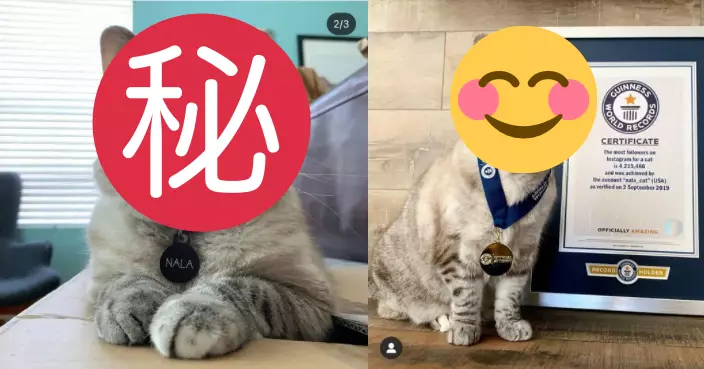 IG擁400萬粉絲 超級網紅貓身價逾8.3億成「貓界首富之一」！