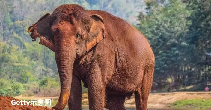 印度大象被騎行突360度旋轉猛甩遊客致腿骨折 悲慘身世曝光