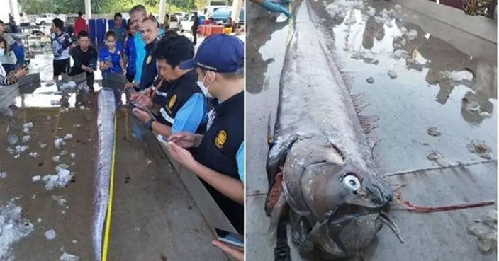 天災將至？「巨大地震魚」再現泰國普吉島 接近3米專家咁解釋