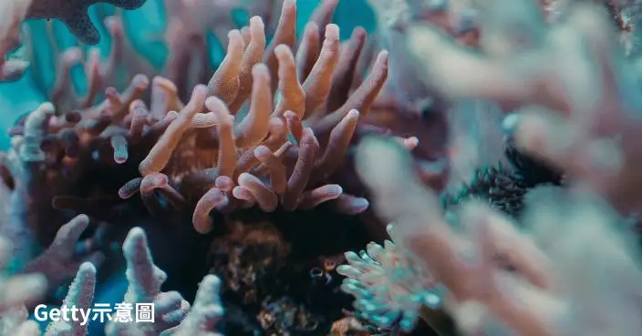 澳洲大堡礁「史無前例」大規模白化 恐為20年來最嚴重