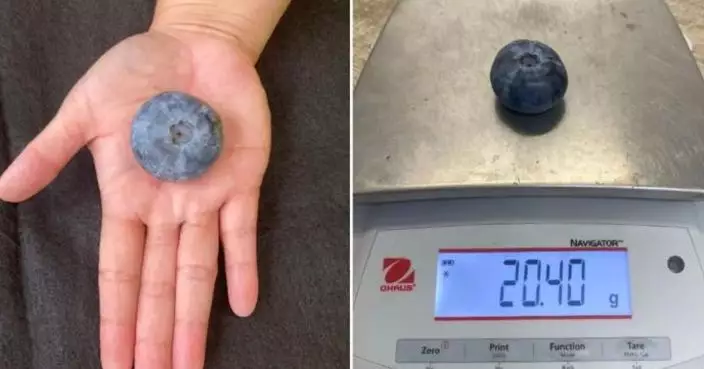 澳洲成功種植全球最重「巨型藍莓」 20.4克高爾夫球般大小