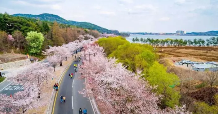 異常氣候影響 南韓30年來首遇罕見「無櫻花」櫻花季
