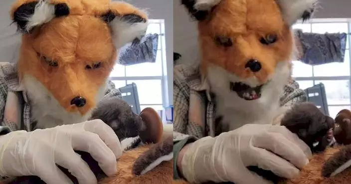 美野生動物中心人員戴「紅狐面具」為孤兒狐餵食 畫面溫馨又搞笑
