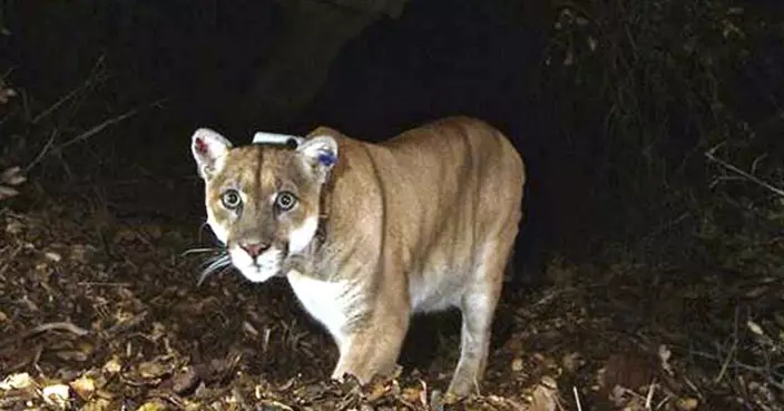 加州美洲獅20年來首次襲擊人類 兩兄弟一死一傷