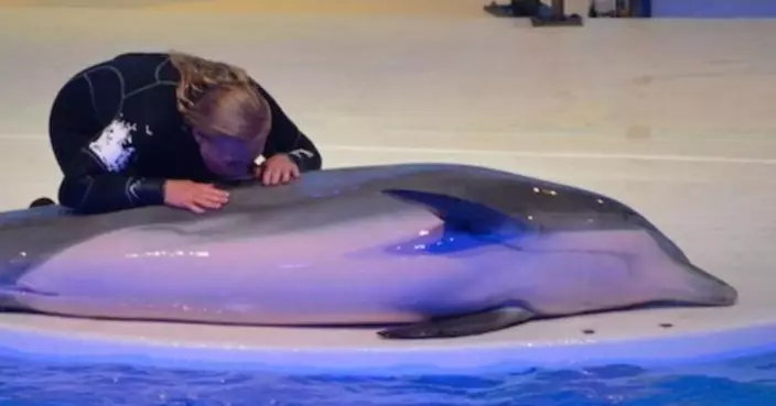 瑞典表演40年明星海豚猝死 死因竟是動物園做錯1事