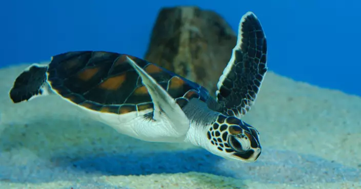 保護綠海龜產卵　未經許可者勿進入南丫島深灣限制區