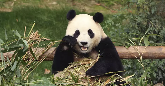 大熊貓「福寶」從南韓回國 外交部表示歡迎