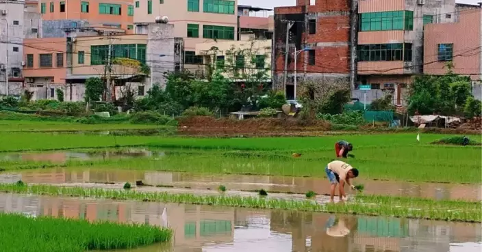 海南進入水稻種植季 氣象局採用呢兩樣高科技為春耕保駕護航超有效