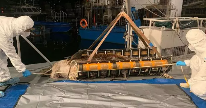 長2.3米中華白海豚赤柱海濱長廊擱淺