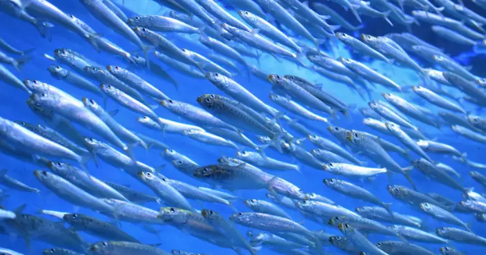 北海道海邊湧現巨量沙丁魚「30秒就上鉤」！漁民卻頭疼了