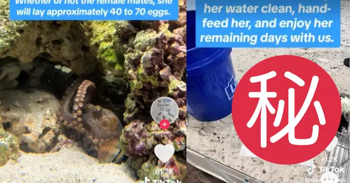 美父買章魚為9歲仔慶生 2月後驚見產「50隻章魚仔」秒變水族館