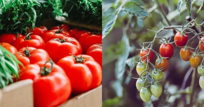 大小番茄營養成分大不同！醫生分享「最佳食法」