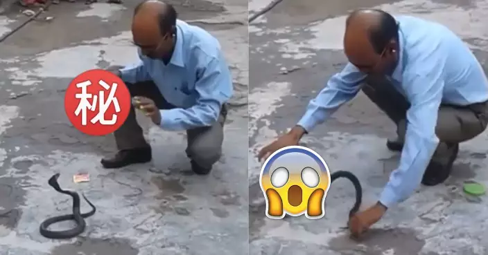 印度漢徒手拿「1物」輕鬆收服超毒眼鏡蛇 震驚千萬網友！
