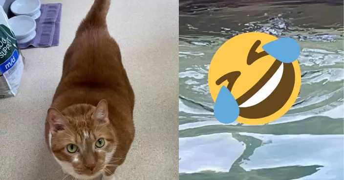 太胖胸椎塌陷損健康 13.6公斤肥橘貓學游泳成功甩1.5公斤