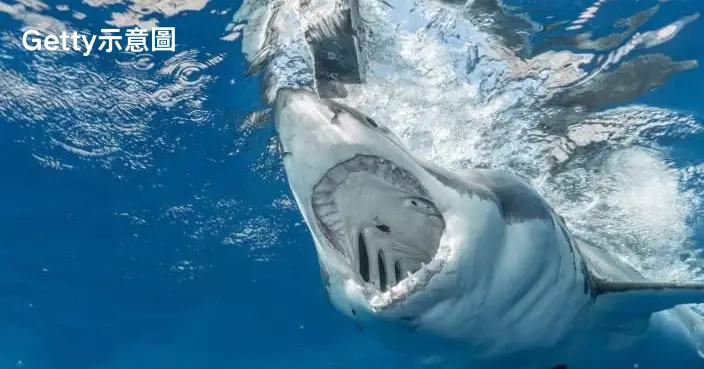 澳父子釣到1.8米大白鯊 16歲仔開心合照遭突襲左腿被咬傷