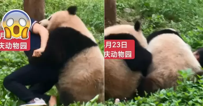 重慶飼養員遭2熊貓突襲被壓倒在地！遊客急喊：不要傷害奶媽