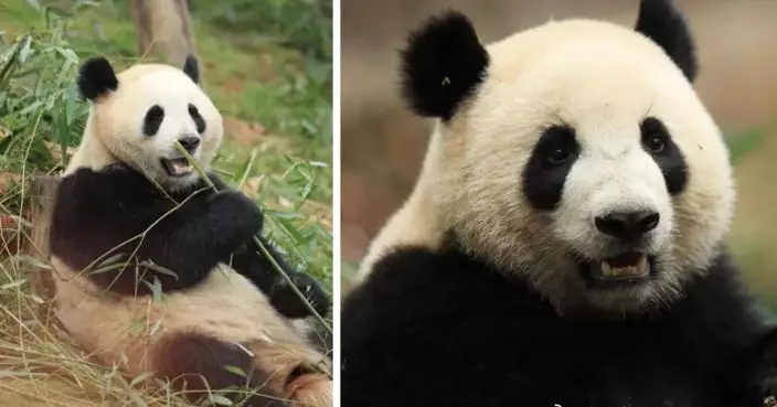 兩隻大熊貓下周前往西班牙 預計旅居十年