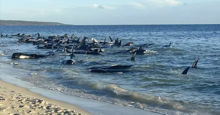 西澳大量鯨魚被困淺水區擱淺死亡 當局籲泳客勿下水