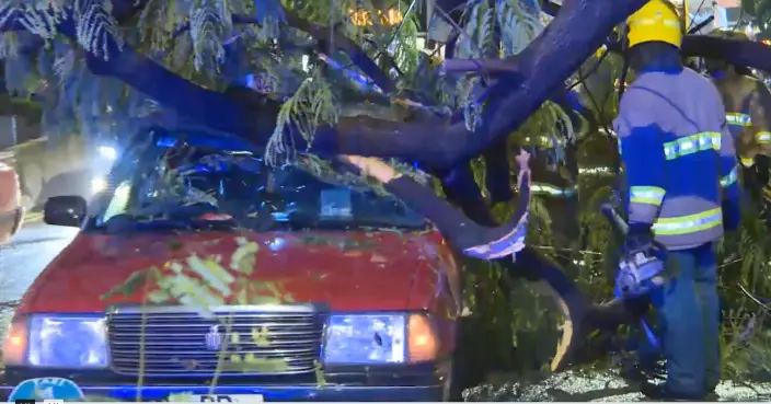 黃雨下香港仔十米高大樹突倒塌 壓中的士車內3人一度被困