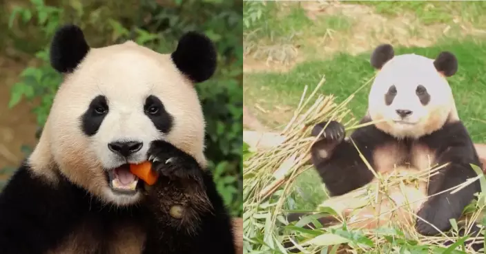 旅居南韓大熊貓「福寶」離開愛寶樂園 坐包機返回四川臥龍