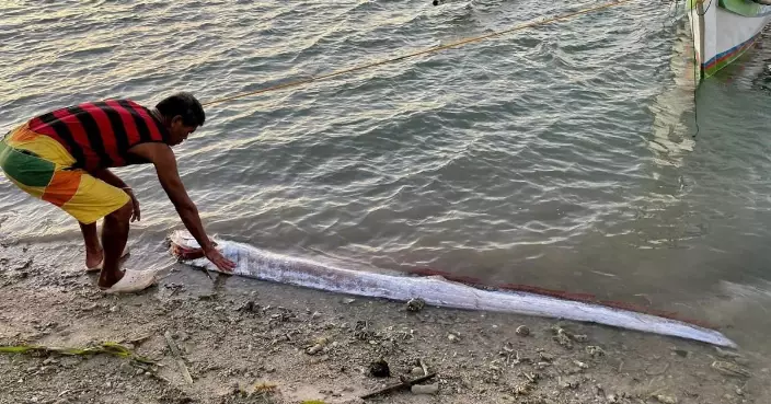 菲律賓漁民捕獲15公斤「地震魚」 30小時後花蓮發生大地震