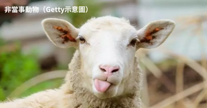 意百人小島山羊數暴增至居民數6倍 當局推「送羊活動」求救