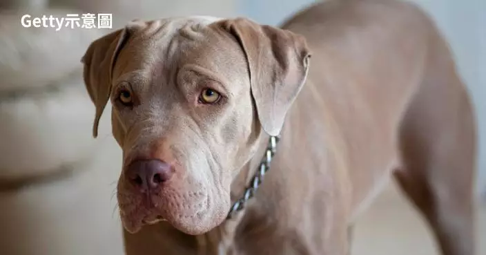國際組織新報告列犬隻10種極端特徵 助狗主辨識先天疾病