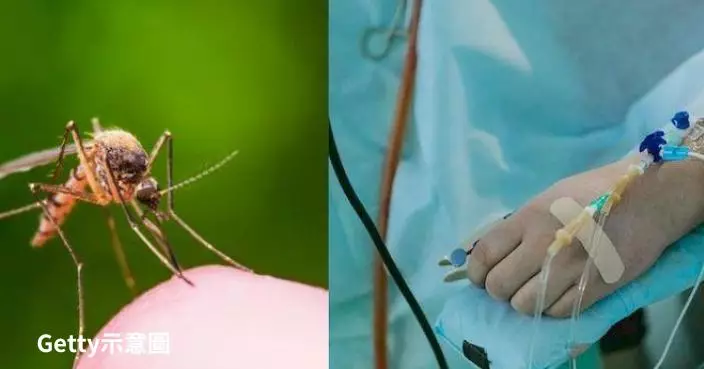 巴西登革熱肆虐 里約釋放帶菌蚊子生物防治「以蚊滅蚊」