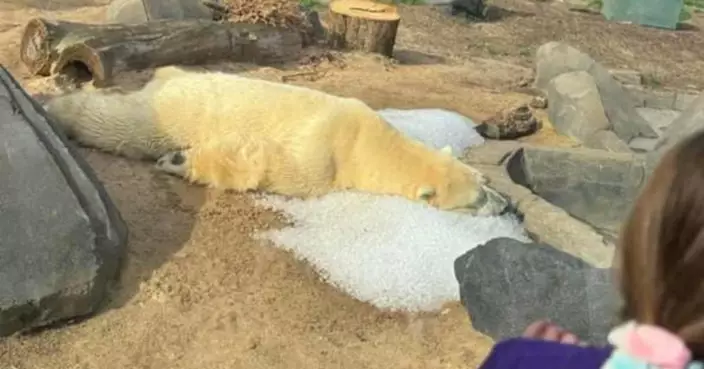 美北極熊悶悶不樂躺細小冰塊惹人憐 動物園：心滿意足睡在冰床上