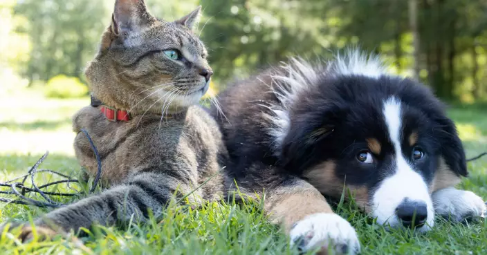 80平米公寓養159隻貓無力照顧 法國夫婦被罰終身禁養寵物