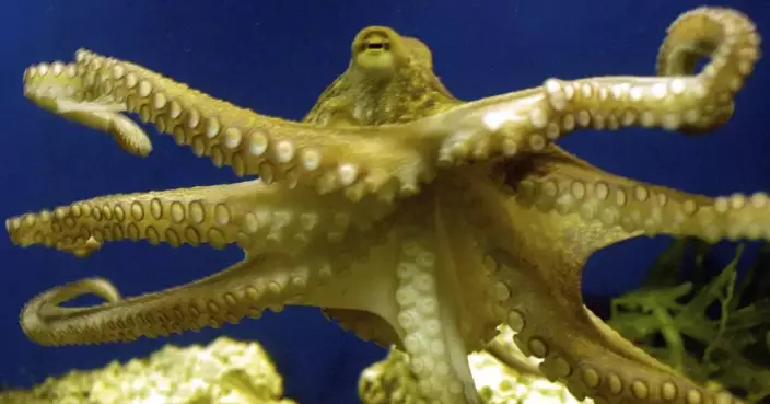 澳洲研究：海溫持續上升恐導致章魚失明 呢個溫度最危險