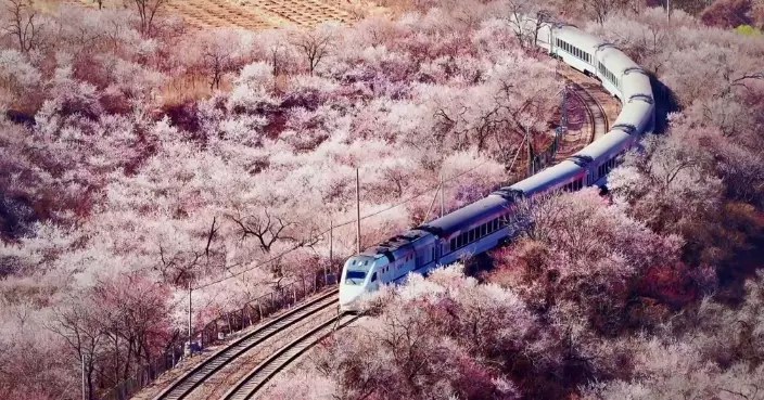 北京「開往春天的列車」迎客流高峰 增開4隊列車助力遊客賞花