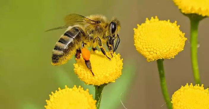 科學家意外發現大黃蜂水下可存活7天「具獨特生命力 」