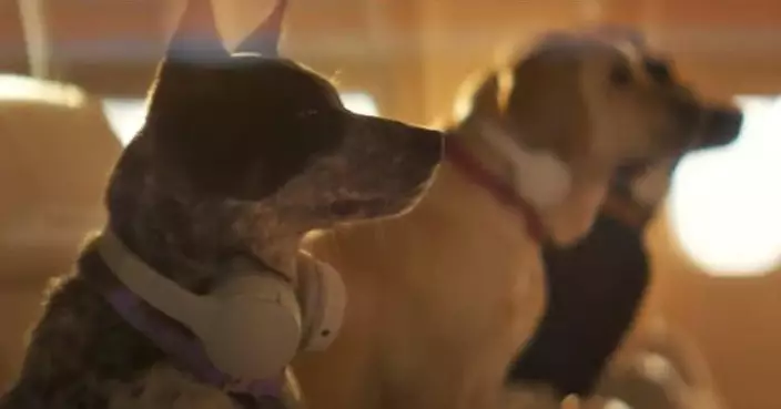 美航空「狗狗專用」豪華航班5月首航 一人一狗單程票價高達4.6萬
