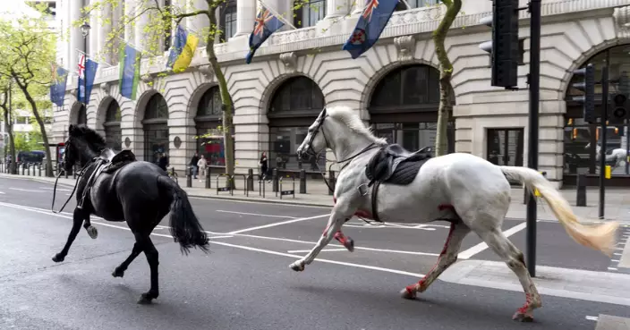 突發！倫敦5隻騎兵馬匹晨練疑受驚發癲 鬧市狂奔亂撞釀4傷