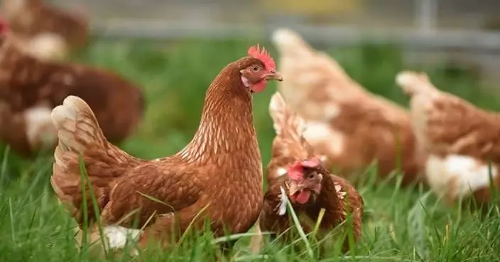 澳門市政署關注日本一地區出現高致病性禽流感