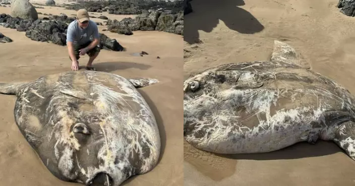澳海灘現2.7米「巨型翻車魚屍體」腐爛傳惡臭引民眾好奇圍觀