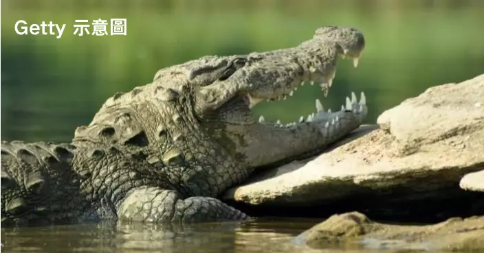 澳洲12歲女童游泳到一半消失  竟遭「鱷魚叼走」  當地警消急搜救