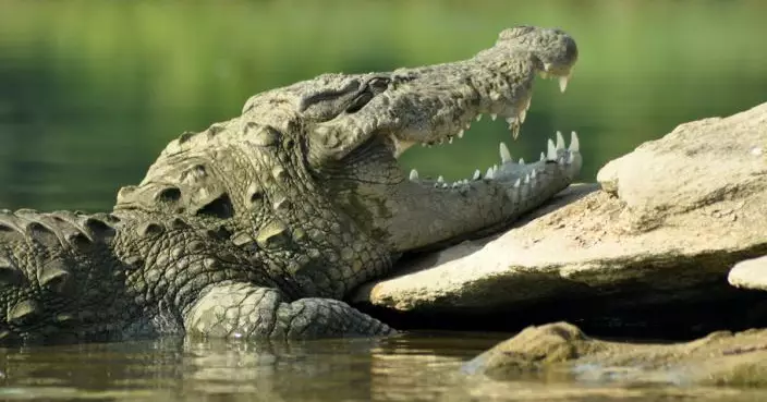 產假未完即往沼澤狩獵 美婦與夫捕獲3.6米長巨鱷 加工製香腸及地毯