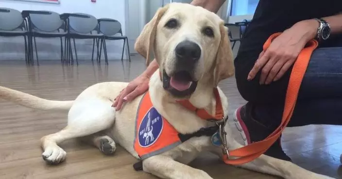 平機會推《導盲犬：實用指南》  冀加強各界認識保障使用者權利