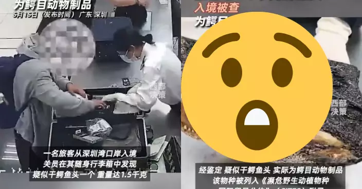內地旅客入境行李異常  深圳海關截獲未申報「1.5kg鱷魚頭」