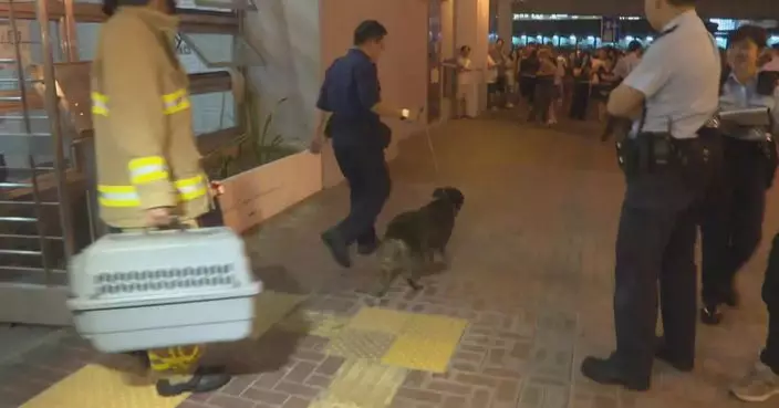 葵涌葵翠邨單位發生火警 7隻寵物慘死包括貓狗貂鼠及雀鳥